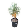 Yucca linearifolia (YLS-21)