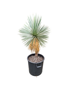 Yucca linearifolia (YLS-21)