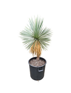  Yucca linearifolia (YLS-21)