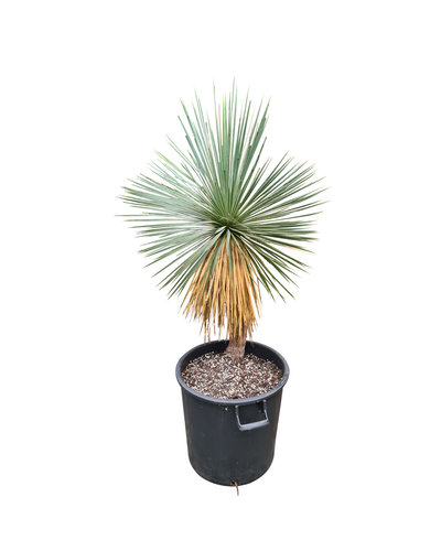 Yucca linearifolia (YLS-21)