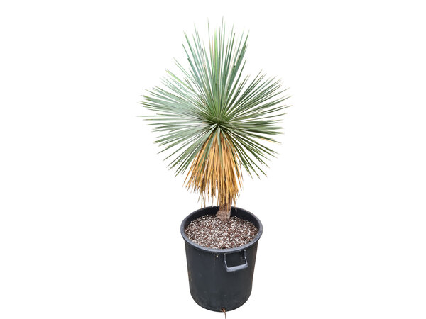 Yucca linearifolia (YLS-21)