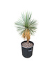  Yucca linearifolia (YLS-21)