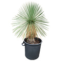 Yucca linearifolia (YLS-10)