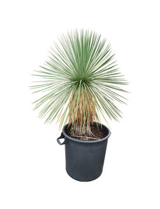 Yucca linearifolia (YLS-10)