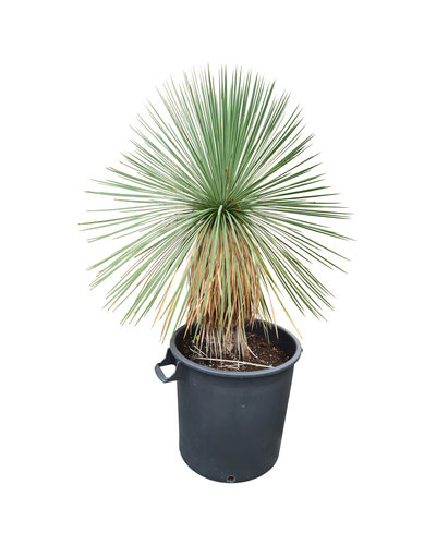 Yucca linearifolia (YLS-10)