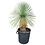 Yucca linearifolia (YLS-10)