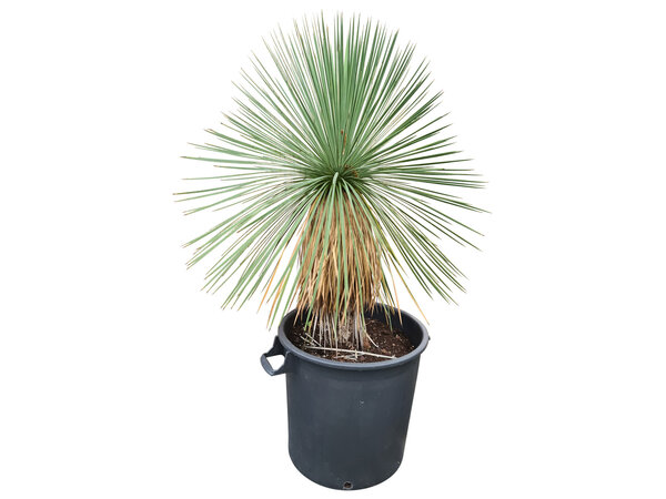 Yucca linearifolia (YLS-10)