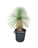  Yucca linearifolia (YLS-10)