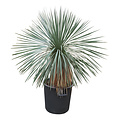 Yucca linearifolia (YLS-2)