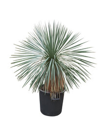 Yucca linearifolia (YLS-2)