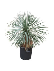  Yucca linearifolia (YLS-2)