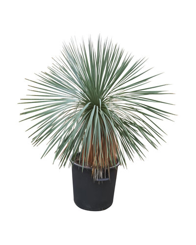 Yucca linearifolia (YLS-2)