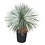 Yucca linearifolia (YLS-2)