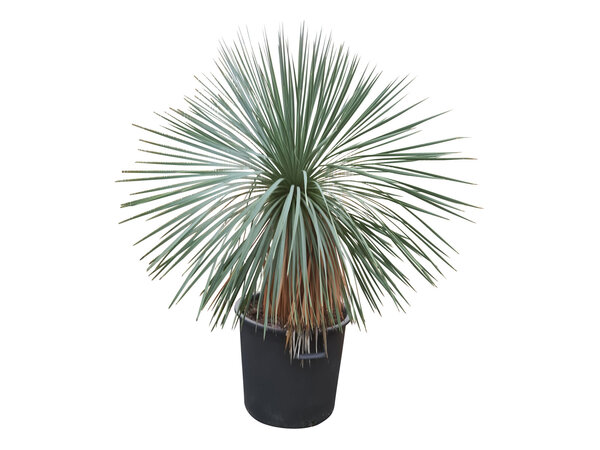 Yucca linearifolia (YLS-2)
