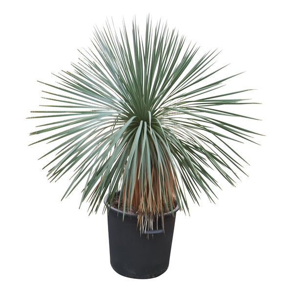 Yucca linearifolia (YLS-2)