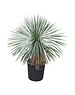  Yucca linearifolia (YLS-2)