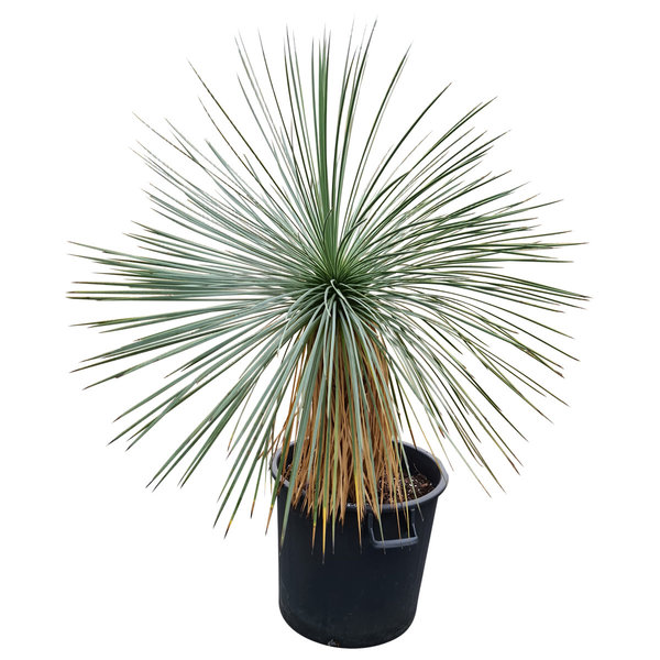 Yucca linearifolia (YLS-3)