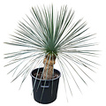 Yucca linearifolia (YLS-6)