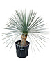  Yucca linearifolia (YLS-6)