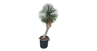 Yucca linearifolia