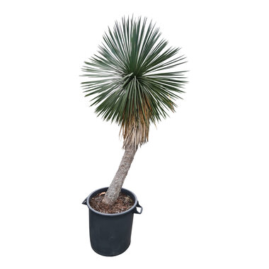 Yucca linearifolia