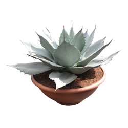 Agave ovatifolia "Iced Heart"