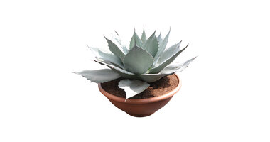 Agave ovatifolia "Iced Heart"