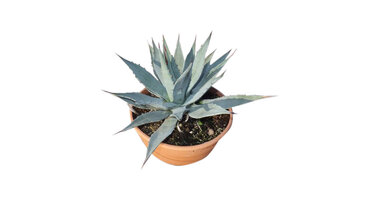 Agave parryi var. Huachuensis