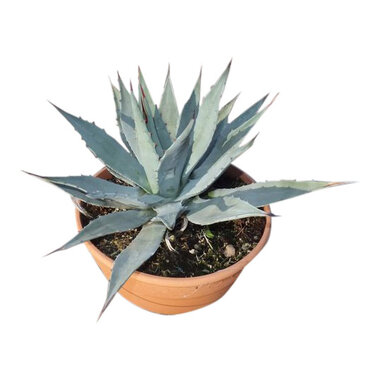 Agave parryi var. Huachuensis