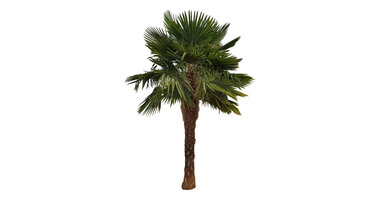 Trachycarpus fortunei