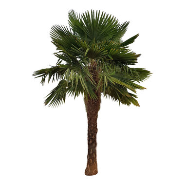 Trachycarpus fortunei