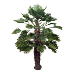 Trachycarpus wagnerianus Trachycarpus wagnerianus