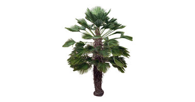 Trachycarpus wagnerianus