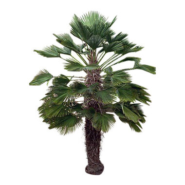 Trachycarpus wagnerianus