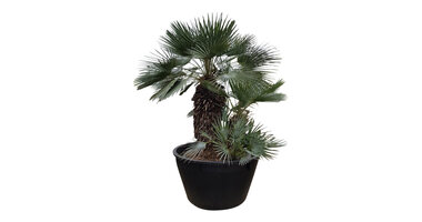 Chamaerops humilis "Cerifera"
