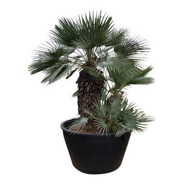 Chamaerops humilis "Cerifera"
