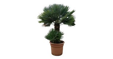 Chamaerops humilis "Vulcano"