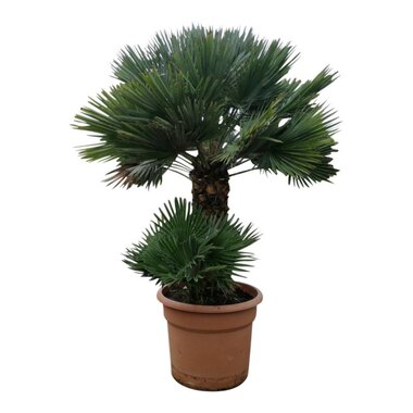 Chamaerops humilis "Vulcano"