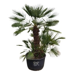 Chamaerops humilis Chamaerops humilis