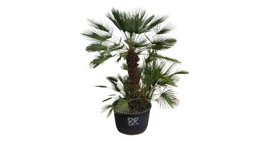 Chamaerops humilis