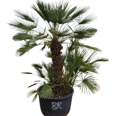 Chamaerops humilis