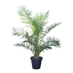 Phoenix canariensis Phoenix canariensis