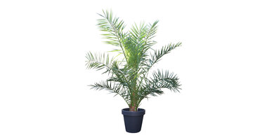Phoenix canariensis