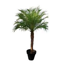 Phoenix roebelenii Phoenix roebelenii