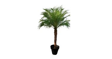 Phoenix roebelenii