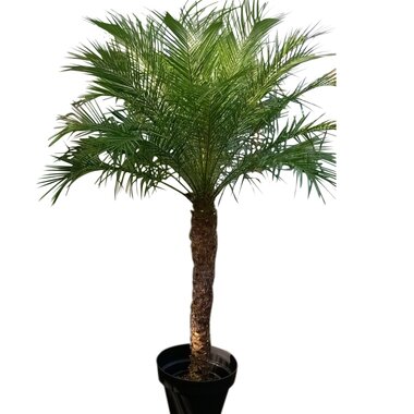 Phoenix roebelenii
