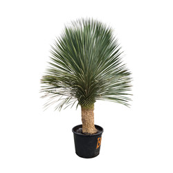 Yucca rostrata