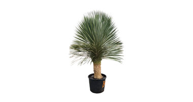 Yucca rostrata