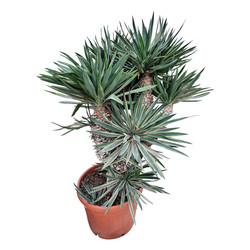 Yucca gloriosa "Variegata"