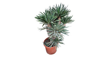 Yucca gloriosa "Variegata"